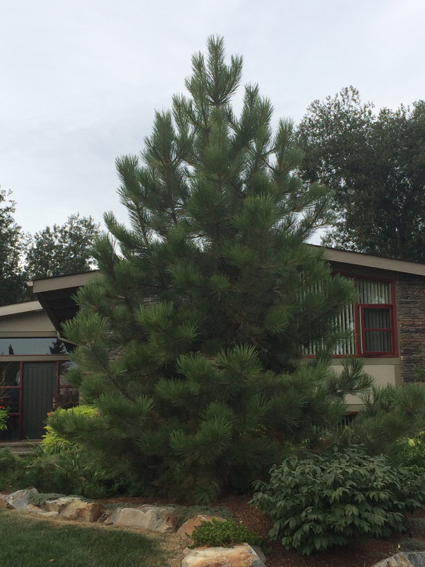 Tree Sale, Delivery & Install - River Valley Landscape