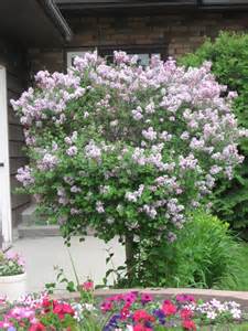 Dwarf Korean Lilac - 2 inch