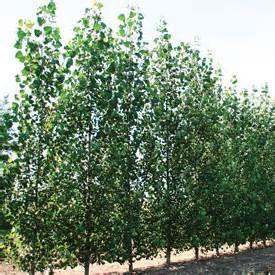 Hybrid Poplar Assiniboine and Northwest - 2 inch