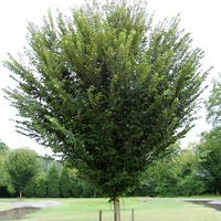 Patmore American Elm - 2 inch