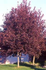 Schubert Chokecherry - 2 inch