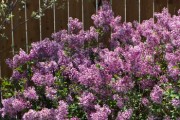 Shrub-Bloomerang-Lilac-180x120