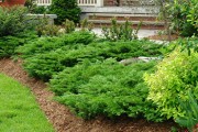 Shrub-Calgary-Carpet-Spreading-Juniper-180x120