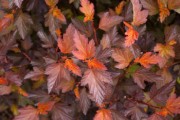 Shrub-Coppertina-Ninebark-180x120