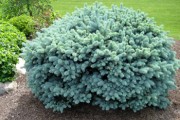 Shrub-Globe-Blue-Spruce-180x120