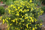 Shrub-Goldfinger-Potentilla-180x120