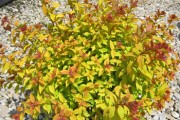 Shrub-Goldflame-Spirea-180x120