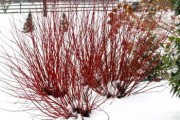 Shrub-Red-Osier-Dogwood-180x120