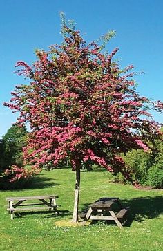 Toba Hawthorn - 2 inch