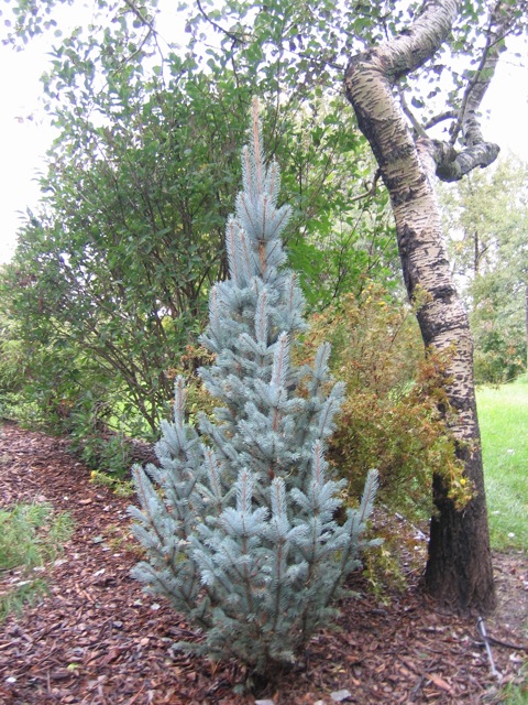 Columnar Blue Spruce