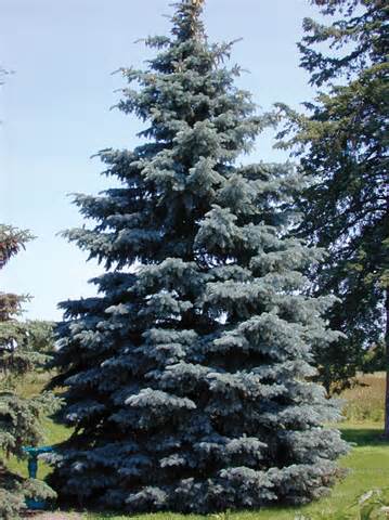 Colorado Spruce