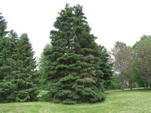 White Spruce