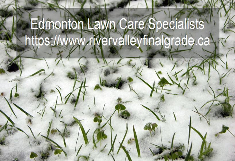 Caring for your Lawn in the winter